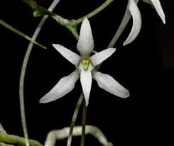 Image result for Mystacidium