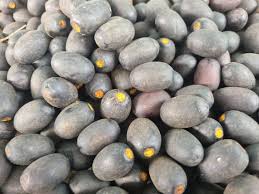 Image result for Canarium schweinfurthii