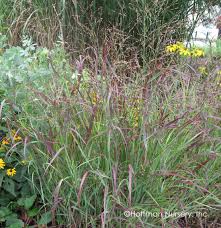 Image result for Panicum chionachne