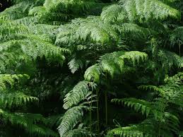 Image result for Dennstaedtiaceae