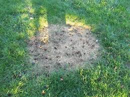 Should you dethatch before overseeding? Lawn Aeration Overseeding Service Reading Allentown Green Giant Services
