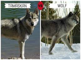 11 Dogs That Look Like Wolves Wolf Dog Tamaskan Dog Pet Wolf