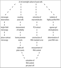 Analysis Of The Rna Content Of The Yeast Saccharomyces