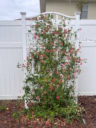 Image result for Geigeria brevifolia