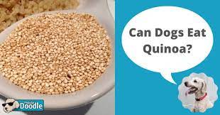 Can Dogs Eat Quinoa Is Quinoa Good For Dogs