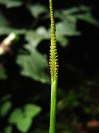Image result for Ophioglossum gomezianum
