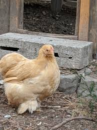 Bantam and standard cochin chicken origin. Tater Tot The Bantam Buff Cochin Album On Imgur