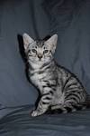What is a Silver Bengal Cat? - Bengal Cat Club