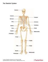 Color the following areas on the diagrams of the pelvis shown below. The Skeletal System Printable 6th 12th Grade Teachervision