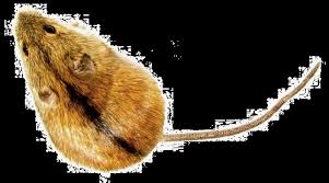 Pathogenic european hantaviruses can cause a human disease designated hemorrhagic fever with renal syndrome of varying severity. Https Www Bfr Bund De Cm 343 Surveillance Und Epidemiologie Der Hantavirus Erkrankungen 2001 2012 Pdf