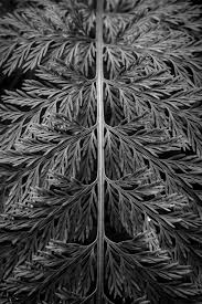 Abstract Black And White Macro Photography Abstract Black And White Leaf Print Fern Wall Art Macro Etsy Photography Prints Art Fern Wall Art Leaf Photography