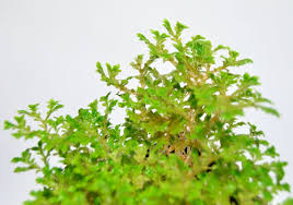 Image result for Selaginella nivea