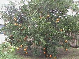 It is the result of a cross between a. Plantfiles Pictures Citrus Tangelo Honeybell Minneola Citrus X Tangelo By Flgirl407