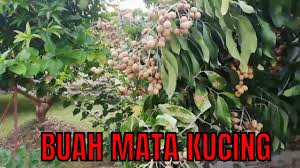 Musim Buah Mata Kucing Pula Youtube