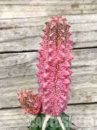 Image result for Stolzia kalkhof-roseae