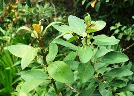 Image result for Peraceae