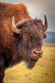 Pin By Janka On Imagens Novas Buffalo Animal American Bison Buffalo Pictures