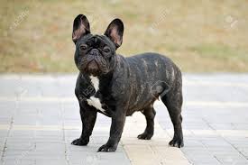 Brush him weekly with a rubber hound glove or a soft bristle brush. Slender Purebred French Bulldog In The Park Stock Photo Picture And Royalty Free Image Image 111511343