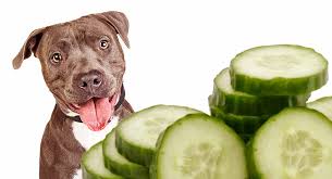 Are pickles good for dogs in any circumstance at all, or are they best avoided at all costs? Can Dogs Eat Cucumbers A Complete Guide To Cucumber For Dogs