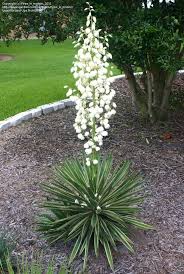 Yucca Cernua With It S Beautiful Flower Spike Plants Landscaping Plants Yucca Plant