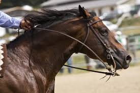 Smoke may drift across roads and be dangerous to traffic. The Deadly Derby Farm Animals Facts News By World Animal Foundation