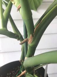 Monstera brown spots on stem. How To Propagate A Monstera Deliciosa Leaf And Paw