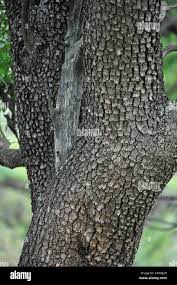 Image result for Combretum imberbe