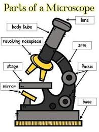 Parts Of A Microscope Microscopic Labeling Activities Science Printables