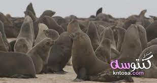 حيوان الفظ حيوان الفقمة صور اسد البحر معلومات عن فيل البحر معلومات عن حيوان الفظ بالصور