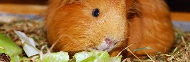 Und welches haustier passt zu mir? Pro Und Contra Meerschweinchen Argumente Fur Und Gegen Die Haltung
