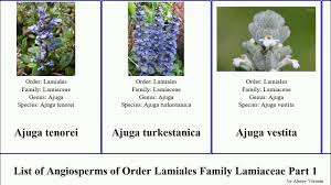 Image result for Acrotome inflata