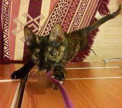 4 Aylik Zeki Mi Zeki Tortoishell Cimcime Kedi