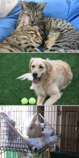 Jetzt eine riesige auswahl an gebrauchtmaschinen von zertifizierten händlern entdecken House Sitting Pet Care Pet Care Pet Sitting Pet Trainer