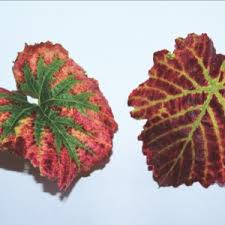 Image result for Grapevine leafroll virus