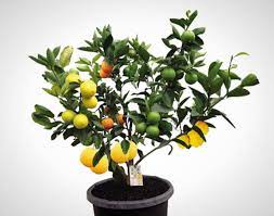 Citrus fruit salad trees grow different citrus fruits on the same tree. Wtf This 1 Tree Grows 7 Different Kinds Of Fruit No Joke Brit Co