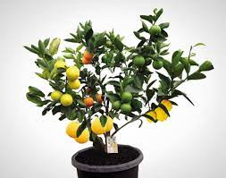 We did not find results for: Wtf This 1 Tree Grows 7 Different Kinds Of Fruit No Joke Brit Co