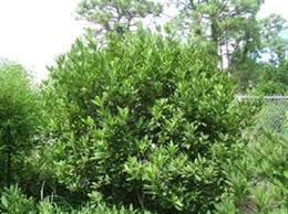 Image result for Indigastrum parviflorum