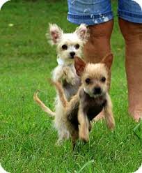 We breed for the love of the breed. 17 Chihuahua Puppies For Sale Ideas In 2021 Chihuahua Puppies For Sale Chihuahua Puppies Chihuahua
