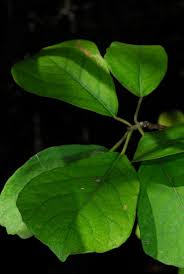 Image result for Xylotheca tettensis