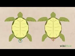 It is also one of the hardiest and most personable of the asian box turtles. How To Tell If A Turtle Is Male Or Female 8 Steps With Pictures
