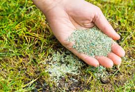 For more than 23 years we have given the best advice for lawn and pest control in. Tips For Summer Lawn Care Evergreen Lawn Pest