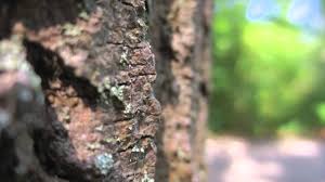 Canon Powershot Elph 110 Hs Sample Photos Canon Powershot Elph 110 Review Youtube