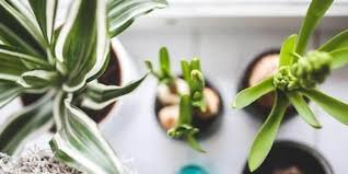 This can happen even though the person never came in direct contact with the plant. 7 Best Indoor Plants For Asthma Allergy Sufferers And Air Pollution