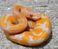 Lavender albino pinstripe ball pythons for sale are so named because when threatened they roll themselves into a tight ball, tucking their head inside their coils. Lavender Albino Ultramel Ball Python Ball Python Pythons For Sale Python