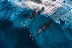 In Focus: Paul Nicklen — Parley