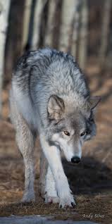 Dsc 1171 Wolf Dog Wolf Photos Wolf Spirit Animal
