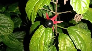 Tanaman pecah beling adalah tanaman yang tergolong dalam jenis tanaman pagar hidup. Tanaman Keji Beling Dan Manfaatnya Youtube