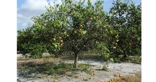 Image result for Citropsis