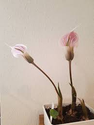 Image result for Arisaema mildbraedii