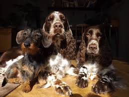 Image result for anglický špringršpaněl